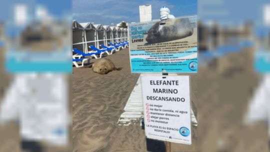 Un elefante marino eligió la tranquilidad de un balneario de Mar del Plata para despedir el 2024