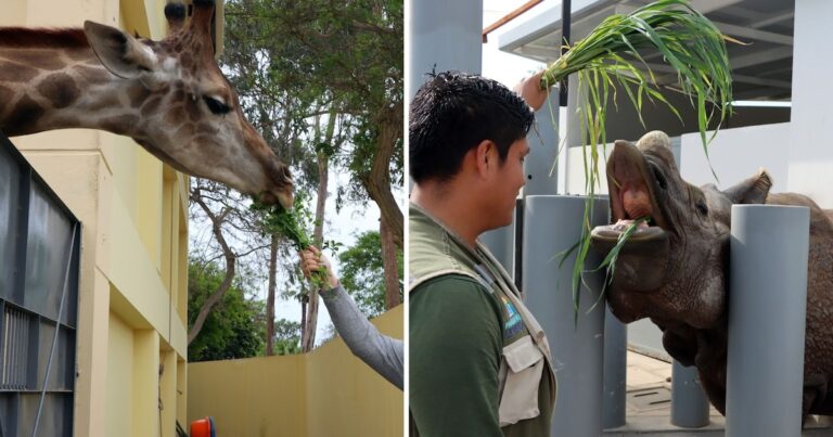 Parque de las leyendas ofrece la experiencia de alimentar a los animales: horarios y requisitos