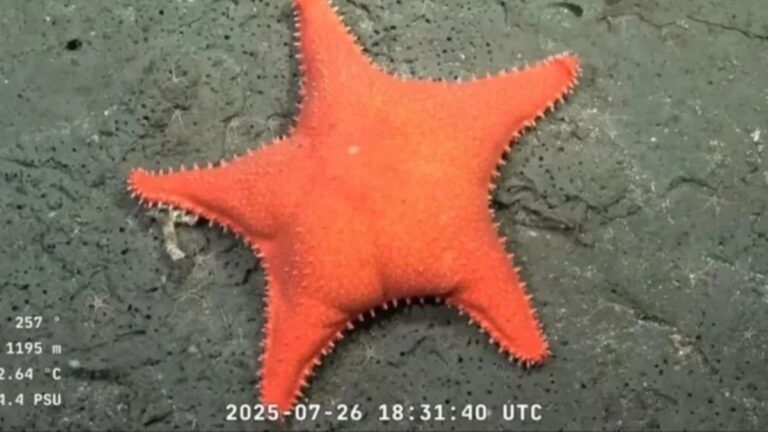 El streaming del CONICET es el más visto de la Argentina y supera a los de los canales de noticias