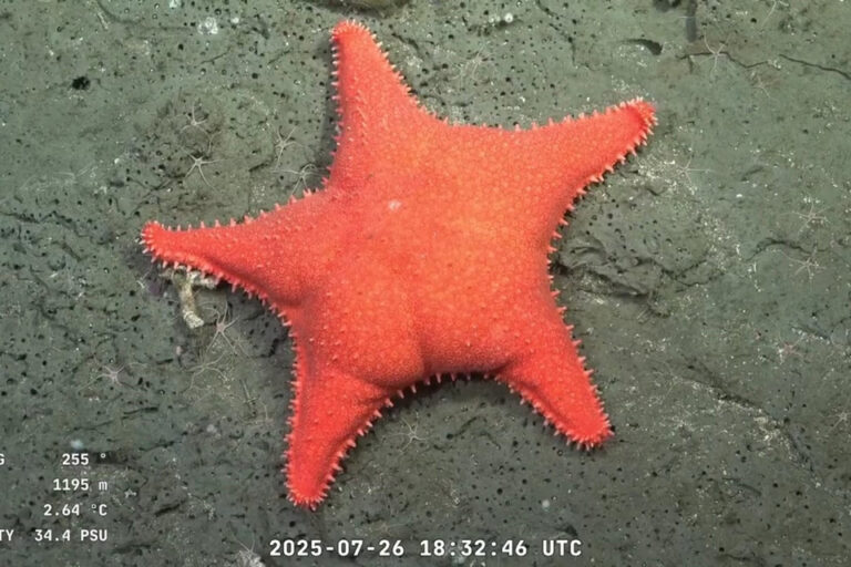 El streaming del CONICET y la estrella culona como resistencia al ajuste en la ciencia: el análisis del New York Times