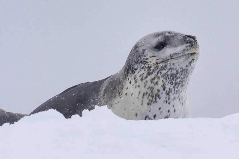 Las focas leopardo antárticas cantan canciones que imitan rimas infantiles