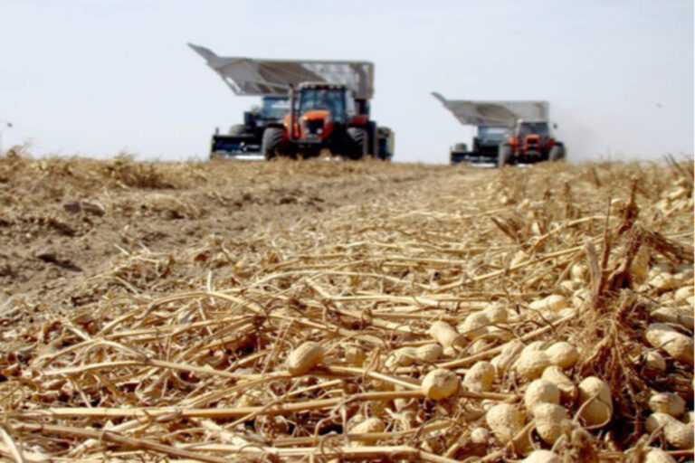 Córdoba: líder mundial en exportación de maní gracias al impulso económico nacional