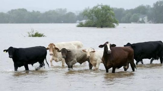 Científicos advierten: el cambio climático podría aumentar el número de enfermedades transmitidas por animales